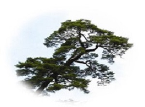교목